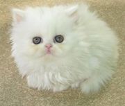 kittens for sale