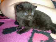 1 kitten for sale  stockwell