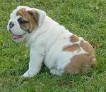 ENGLISH BULLDOG FOR FREE ADOPTION 