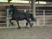 well tarin friesian horse on adoption