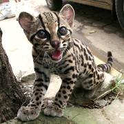 Serval,  Cheetah,  Margay,  Caracal, Lynx,  Safari,  Savannah and Ocelot  