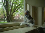 ADORABLE CAPUCHIN MONKEY AVAILABLE FOR SALE