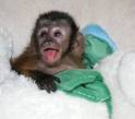CAPUCHIN MONKEY FOR ADOPTION