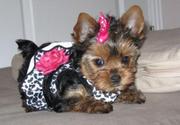 tea cup yorkie puppies for free adoption