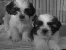 Shih+tzu+puppies+for+sale+in+ri