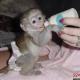 CUTE MALE AND FEMALE BABY CAPUCHIN MONKEYS FOR FREE ADOPTION