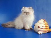 Himalayan male from profesional cattery