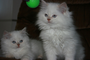 kitten for adoption