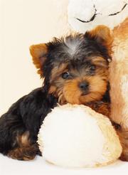 teacup yorkie puppies for free adoption