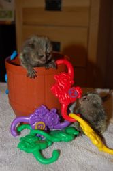 adorable marmoset monkeys for adoption
