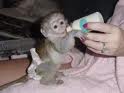 SWEET BABY FACE CAPUCHIN MONKEY FOR ADOPTION