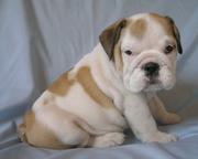 bulldog puppies for good homes