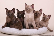 European burmese kittens sale