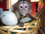 Gorgeous baby capuchin monkeys for sale.