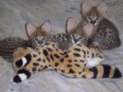 Serval,  Savannah,  Cheetahs and Ocelot kittens 