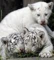 SIBERIAN TIGER CUBS FOR SALE