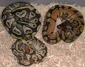 Ball Python for sale