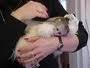 Hand Raised Male and Female Capuchin Baby Monkeys raised in our home 