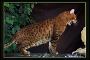 Bengal cats for sale
