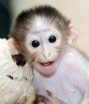 FEMALE CAPUCHIN MONKEY FOR ADOPTION