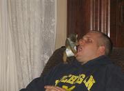Males and Females baby Capuchin, Squirrel and Spider monkeys Available!