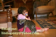 Trained Siberian baby tigers for adoption