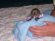  Weeper Capuchin monkeys for adoption