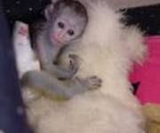 cute baby capuchin monkeys for adoption