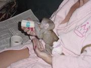 Gorgeous baby Capuchin monkeys for sale.