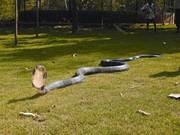 king cobra for sale