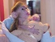  healthy capuchin monkeys fo adoption
