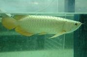  Arowanas fish now have in stock the above arowanas fish for sale.