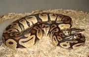 Ball pythons for sale