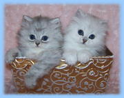 Sparkling kittens for a loving home