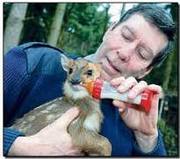 Muntjac Deer for adoption