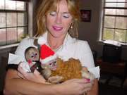 Tamed And Hand Raised Capuchin Monkeys For Adoption
