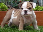 bulldog puppies for adoption