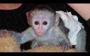 My babies capunchin monkeys(kiki and Mark)