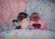 We breed TINY monkeys