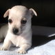 Cute Looking Male And Female Chihuahua Puppies For Adoption!!