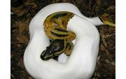 Piebald Ball Python Available for Adoption 