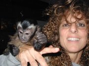 Males and Females baby Capuchin,  Marmoset,  Squirrel and Spider monkeys