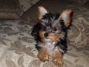 AFFECTIONATE TEACUP YORKIE PUPPIES FOR ADOPTION