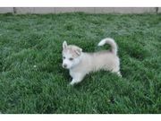 This lovely baby Siberian Husky Puppies is looking for you.