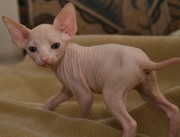 nice sphynx kitten for adoption