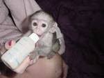 i have two lovely and outstanding capuchin monkeys