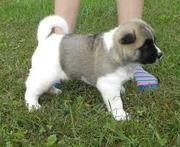 NICE LOOKING AKITA  AND LOVELY BABY