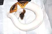  healthy piebald ball pythons on sale
