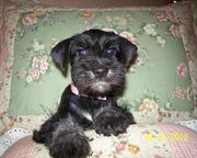 AKC MIN Schnauzer puppies