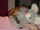Adorable Baby Capuchin, Squirrel and Marmoset Monkeys for Adoption